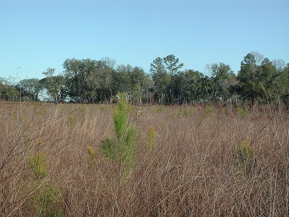 3 yr old planted pines