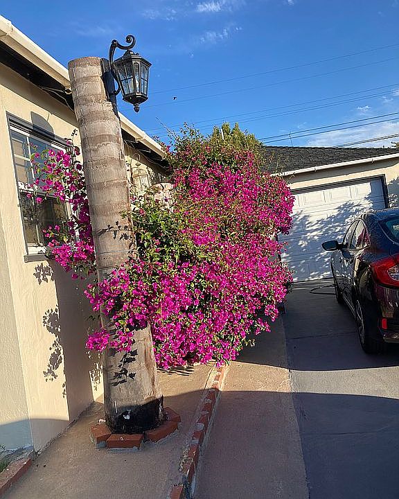 2nd image of 24 Los Flores Ave
