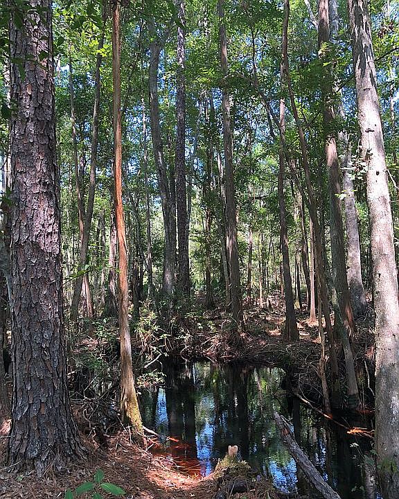 Natural creek