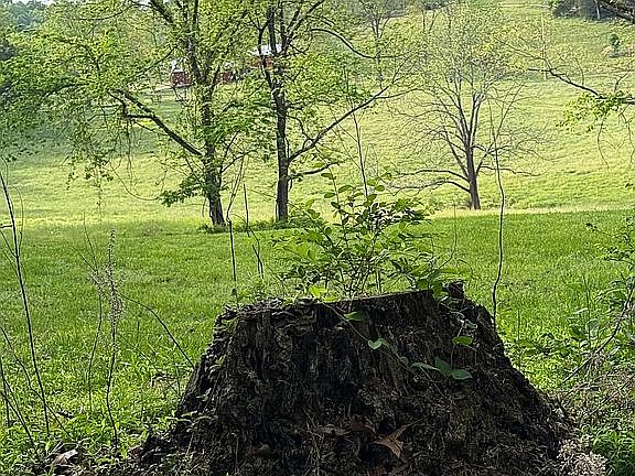 4th image of 460 Raleigh Wilson Rd