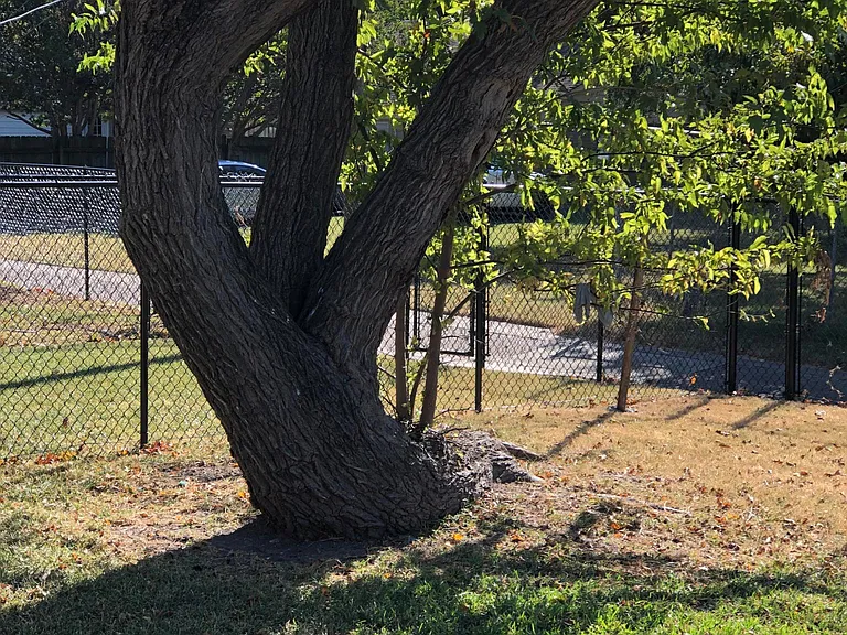 Back yard