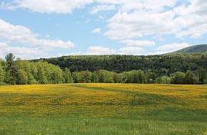 54 Acres of Common Land