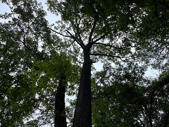 Bottomland Hardwood