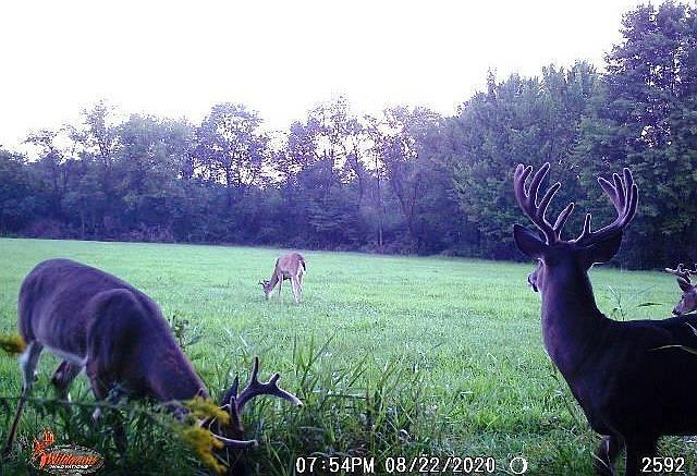2nd image of CHICKADEE ROAD