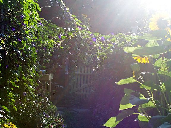 Sunrise Back Garden