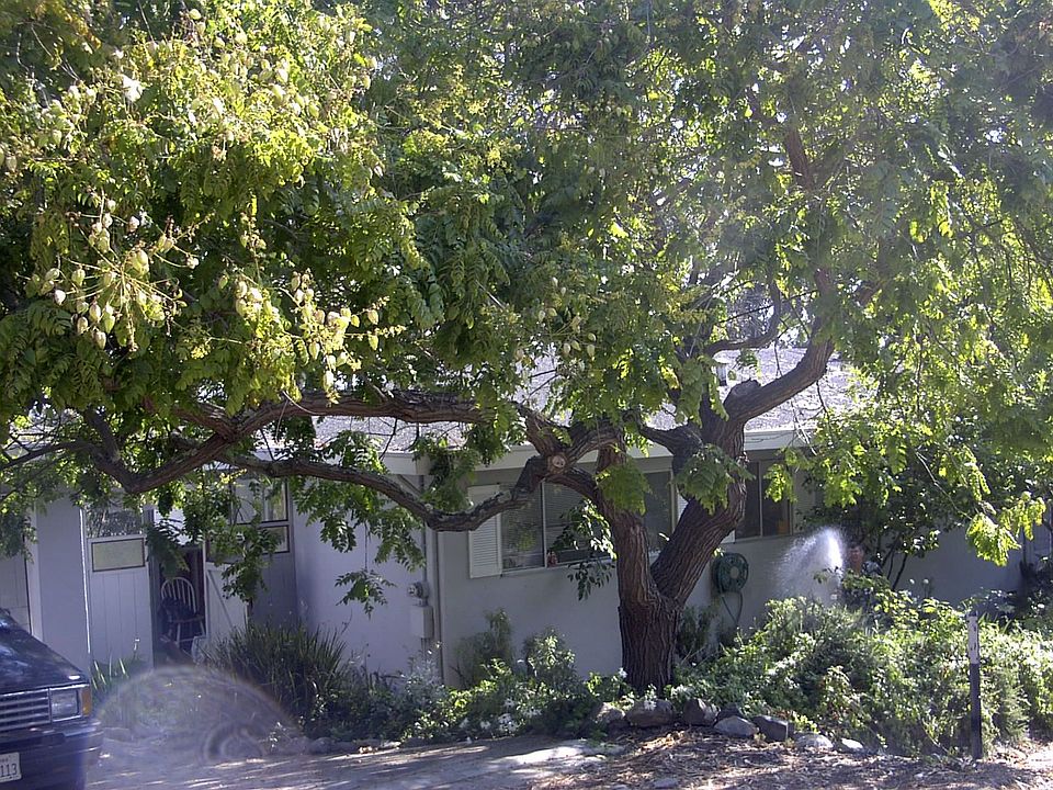 Showing lovely tree in front