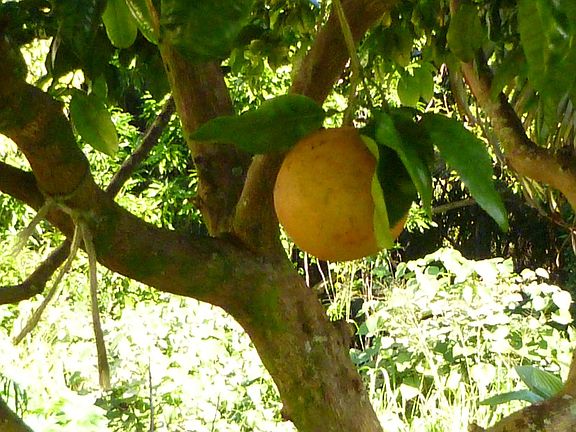 fruit trees