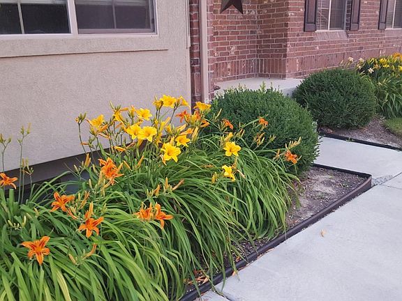 Natural greenery that automatically comes up each year.