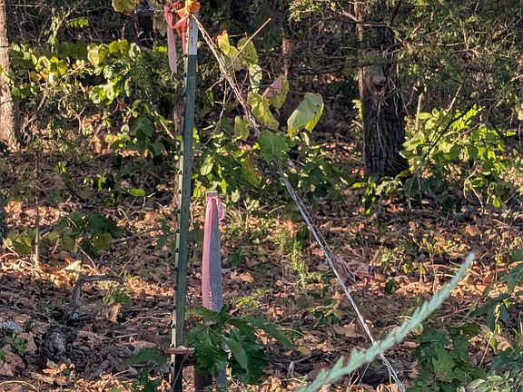 5th image of Lone Star Trl