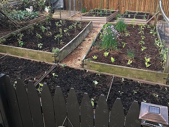 Vegetable garden 