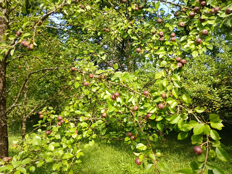 Owner maintained fruit trees, grapes and berries on property