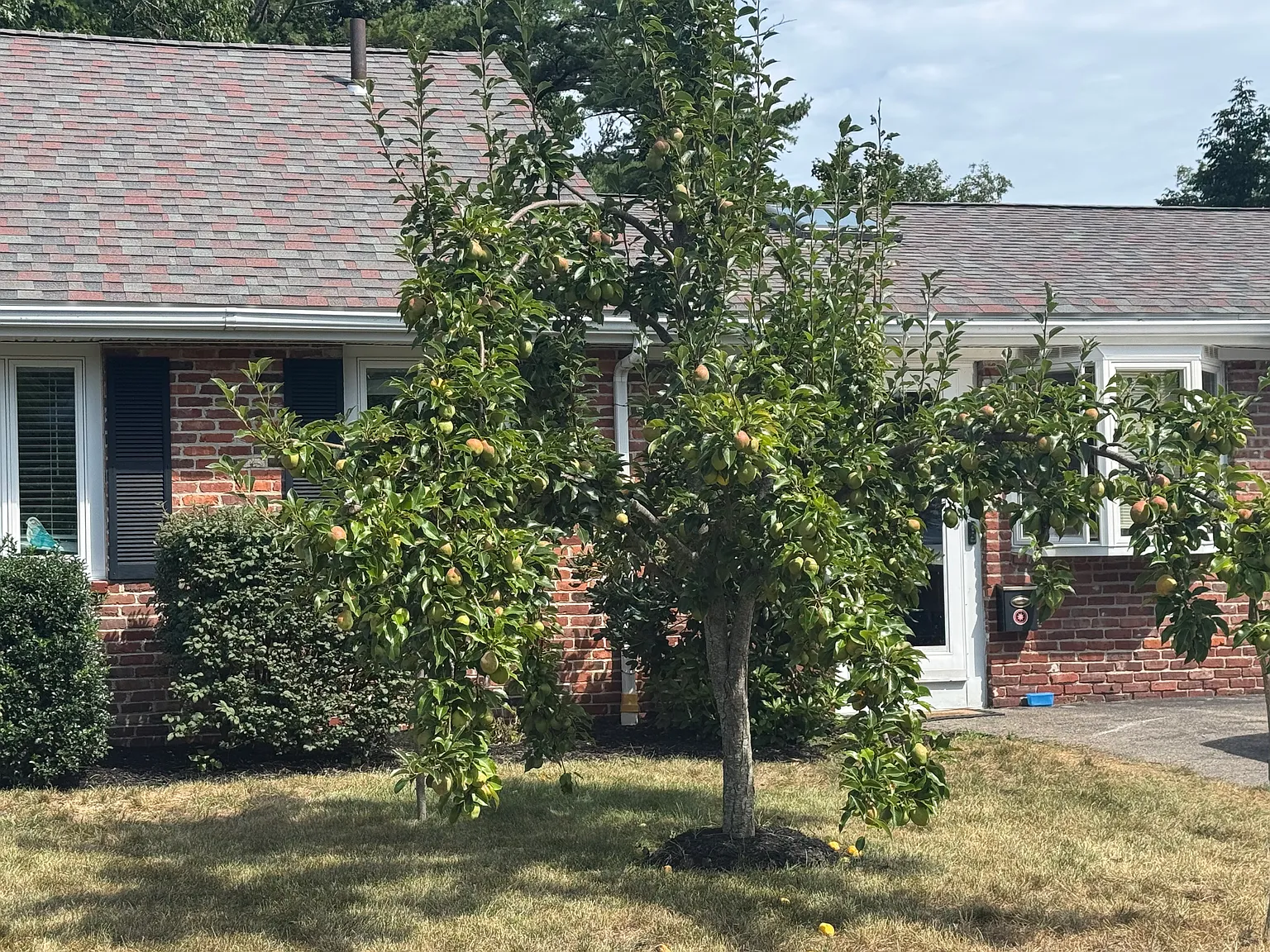 3 bed, 1.5 bath, 1324 sqft, $5,700 — Photo 4