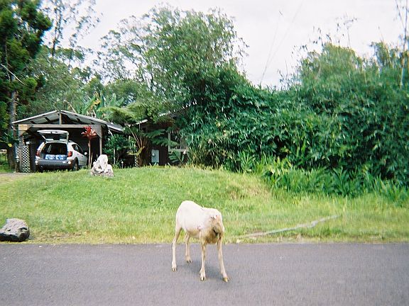 mow, organic lawnmower