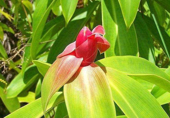 Gorgeous ginger growing at 16-2047 Ooaa Road.