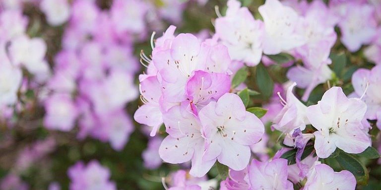 2nd image of 2166 Staunton Ct