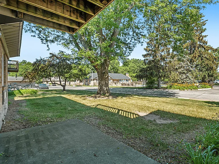Large Shade Trees