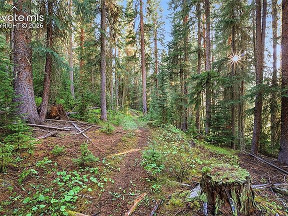 2nd image of Woods