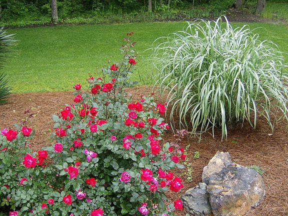lanscaping along patio