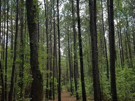 Amazing trails right behind 