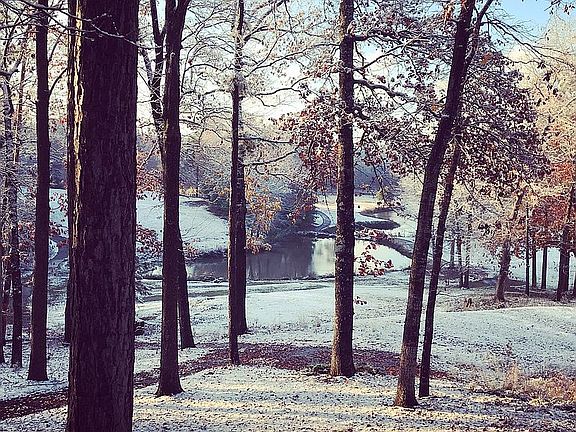 Back yard view.