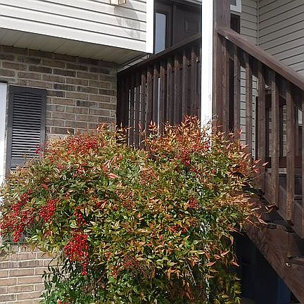 Mature landscaping