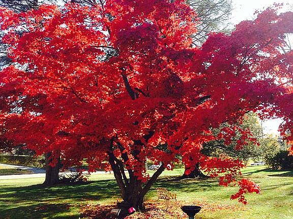 Signature japanese maple
