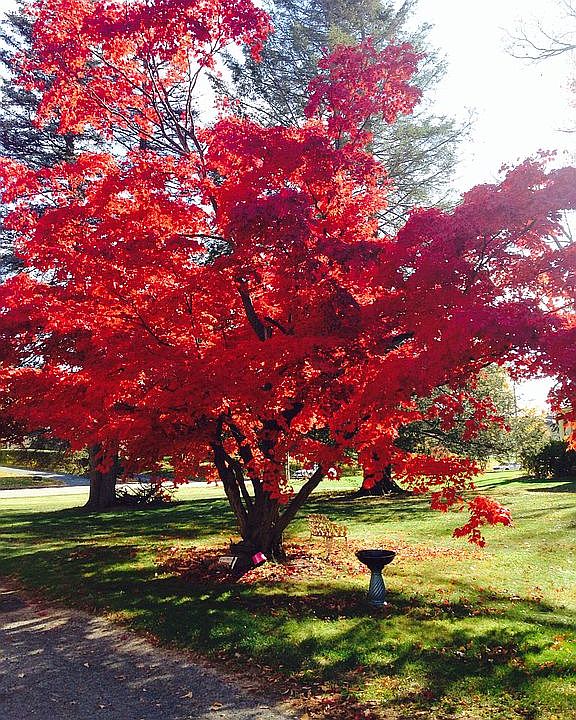 Signature japanese maple