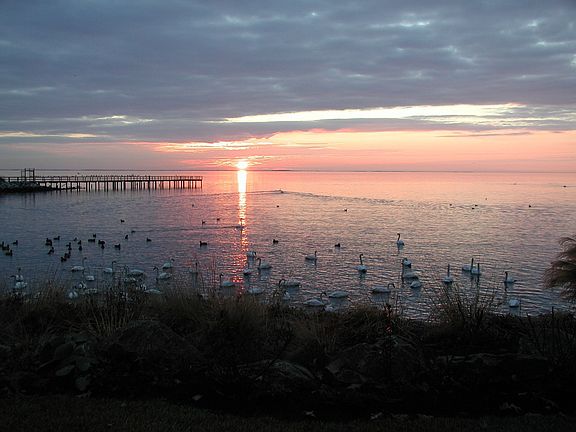 Winter Sunrise with Tundra Swans