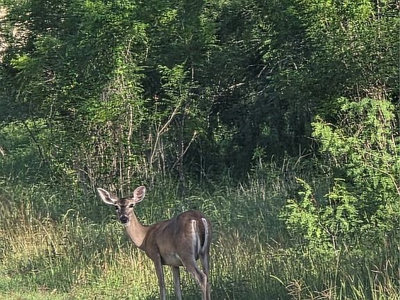 2nd image of 766 Rawhide Rd