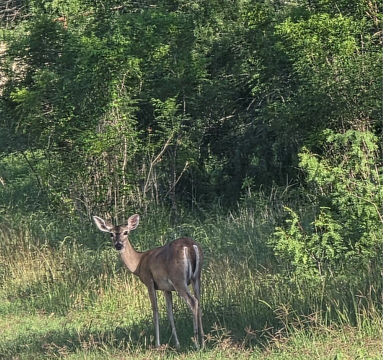 1st image of 766 Rawhide Rd