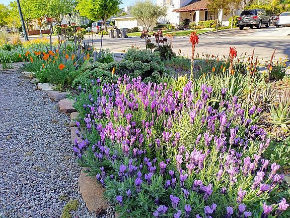 Front yard