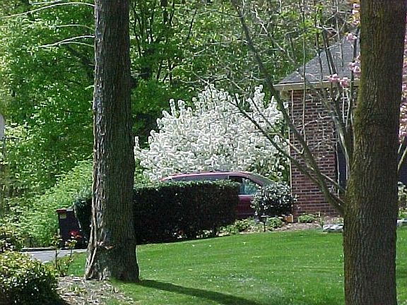 Flowering Trees