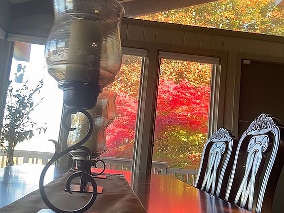 Japanese maple in fall. 