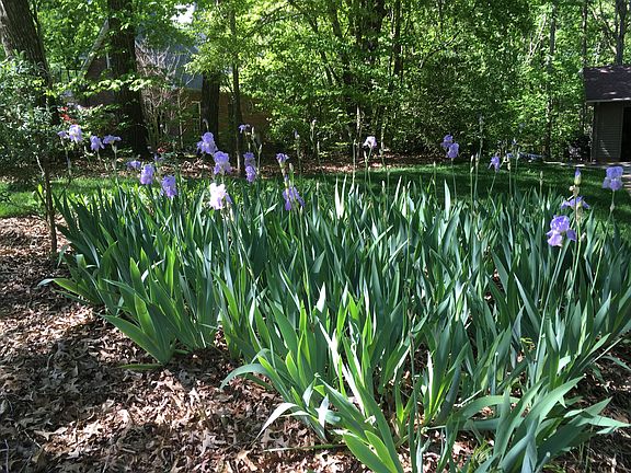 Iris in Perennial Garden  