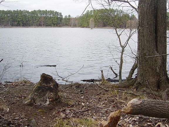 Lake Brandt, just north property. Beaver work.