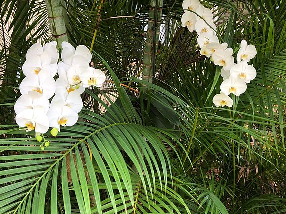 We put orchids in our palm trees! They've taken root and bloom again and again.