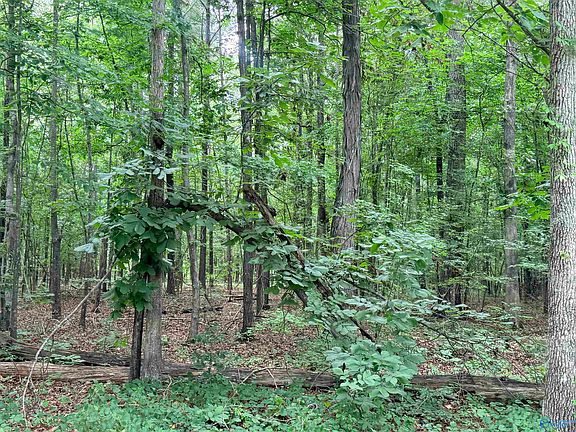2nd image of 1 County Road 667