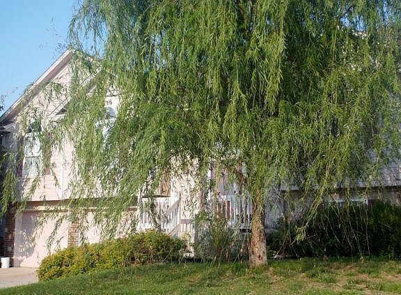 3rd image of 613 Lakeview Dr