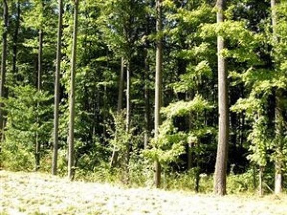 4th image of 14 Forest Dr