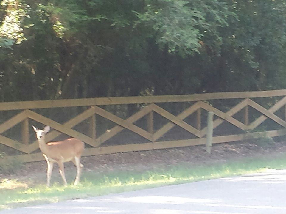 Deer