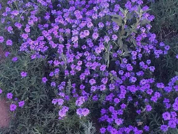 4th image of 1876 Camino Lumbre