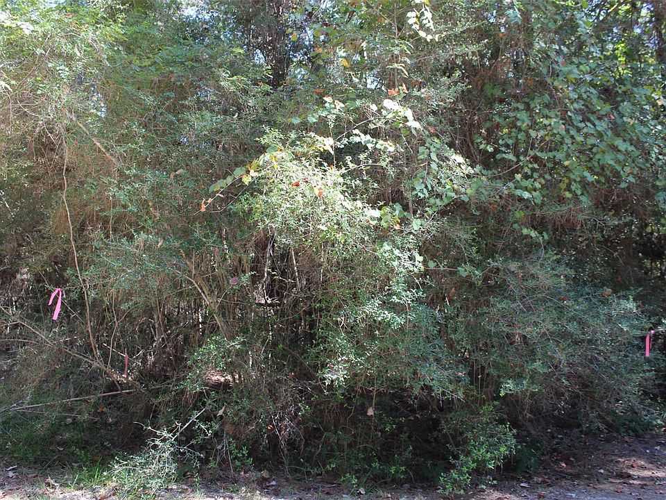 2nd image of LOT MAGNOLIA Two #36-19