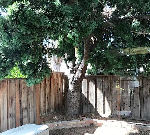 Nice shade with Tree over backyard