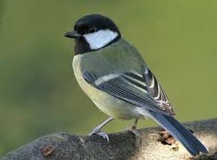 2027 Ferndale Ave NE, Renton, WA 98056