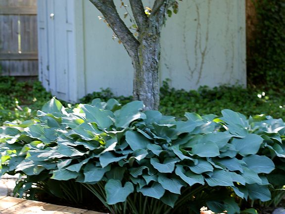 Huge hosta
