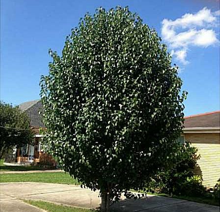 3rd image of 1213 N Turnbull Dr