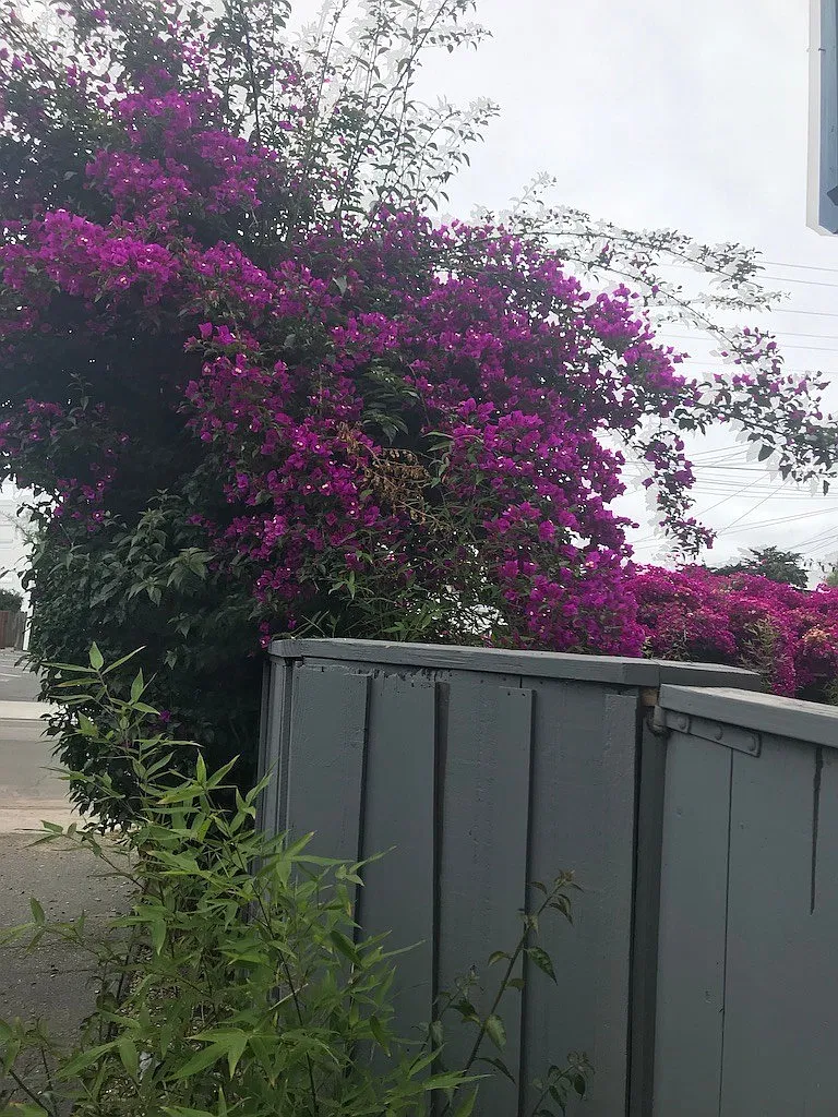 6764 Del Playa — Photo 2
