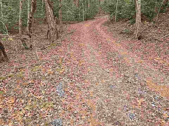 2nd image of 919 Panther Top Rd