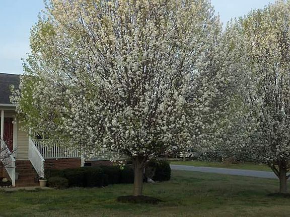 From road in spring.