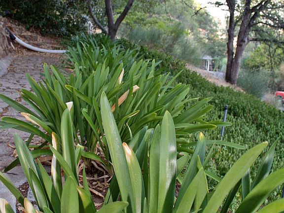 Landscaped